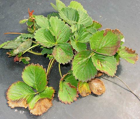Foliar nematode: Aphelenchoides fragariae Symptoms of foliar nematode include stunted growth, reddened leaves,