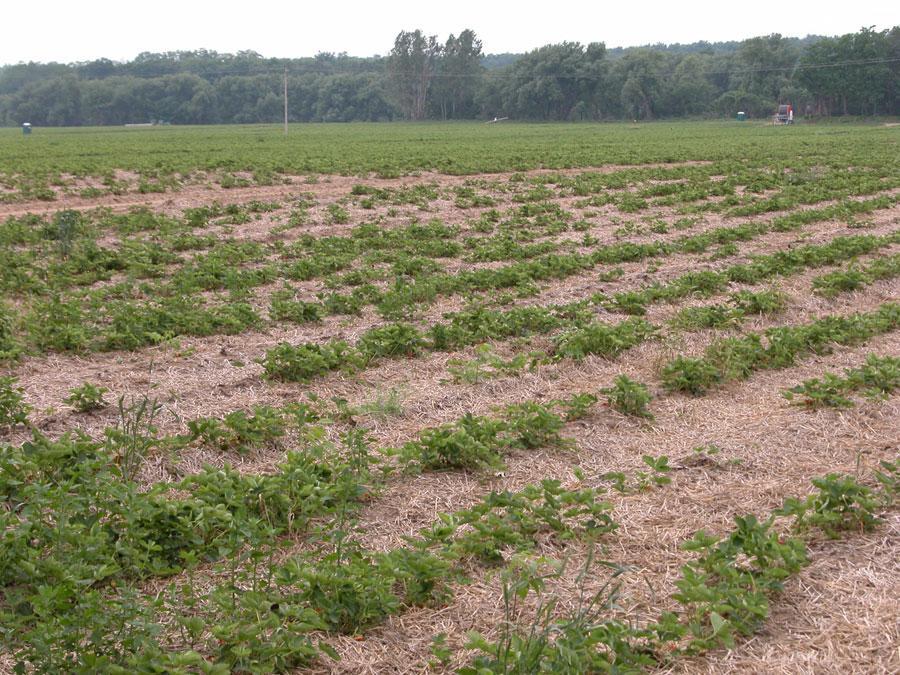 Strawberry Nematodes: Soil-borne endo- and ecto- parasites When using certified nursery stock, plant pathogenic