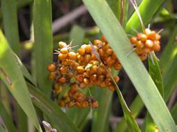PAPERY CAPSULES Genus includes: Lomandra, Dodonea, Bursaria, Wahlenbergia, Often thin or papery dehiscent capsule and quite brittle when mature, these capsules release small seed from inside once