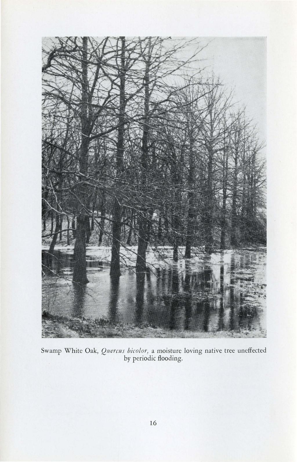 Swamp White Oak, Qttercus bicolor) a moisture