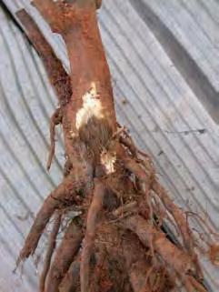 However, in the 1800s, Phytophthora root rot also known as ink disease and caused by Phytophthora cinnamomi resulted in widespread death of chestnut trees in the Piedmont region of the southeastern