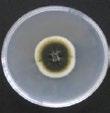 Group Isolates Phenotype in PDA culture Texture Colour Growing margin Zonation Hyphal morphology I Ph19, Ph24, Ph26, Ph28, Ph33, Ph34, Ph37, Ph40, Ph41 Felty Olive-grey Even Absent Filamentous