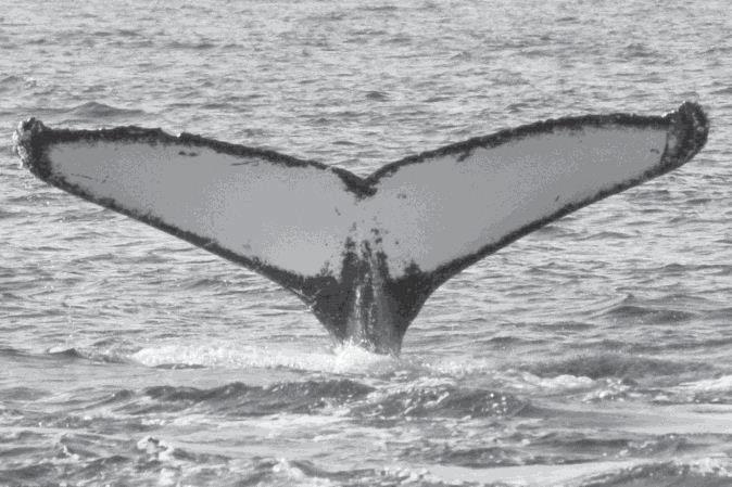 Each humpback whale can be identified by the unique black and white pattern on the underside of the flukes.