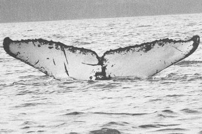 6/ 28/ 8 2015 How to Identify a Humpback Whale Whale 1638's flukes prior to 2005. This photograph, taken in 2005 shows an injury to the left side of the fluke.