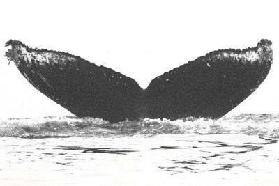 predator, or an encounter with a vessel. In the following photographs, Whale 1504 s left fluke blade s trailing edge changed due to an unknown injury.