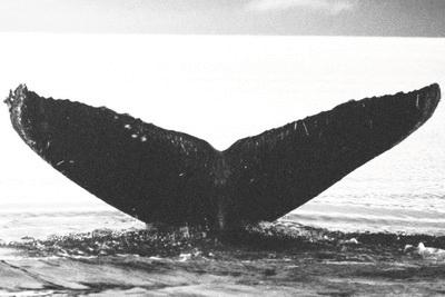 In many areas of the world, the black and white pigment pattern on the underside of the flukes is used primarily to identify individual humpback whales.