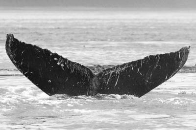 6/ 28/ 8 2015 How to Identify a Humpback Whale 1731, taken in 2003 at two years of age. Notice the increasing scratches on the flukes.