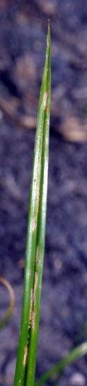 Nutsedges (Cyperus spp.