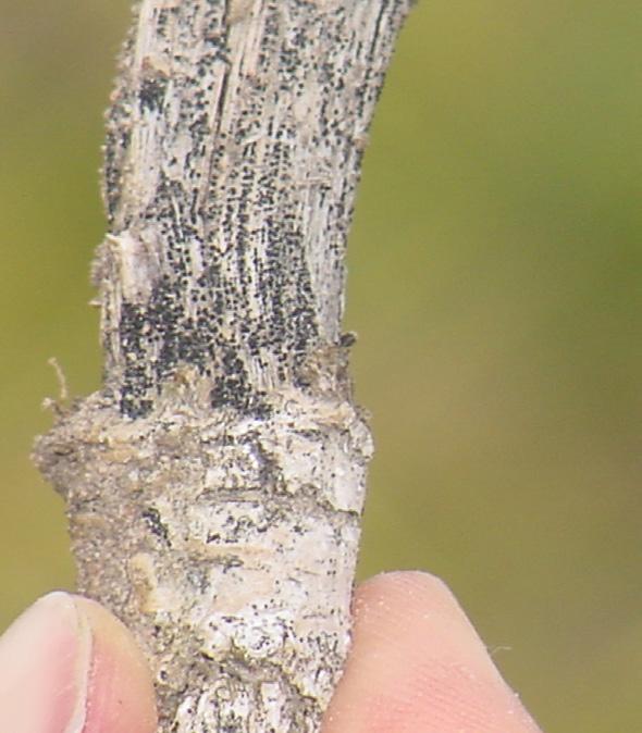 Two major diseases of canola in Georgia are blackleg and Sclerotinia stem rot. Blackleg can kill plants from the seedling stage until maturity and can cause serious yield losses.