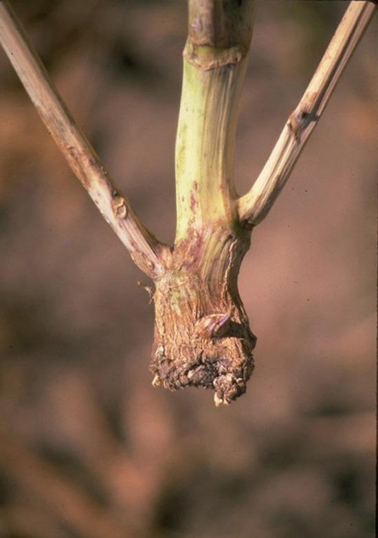Sclerotinia stem rot can kill plants during the rosette stage and during the flowering and pod-filling stages.