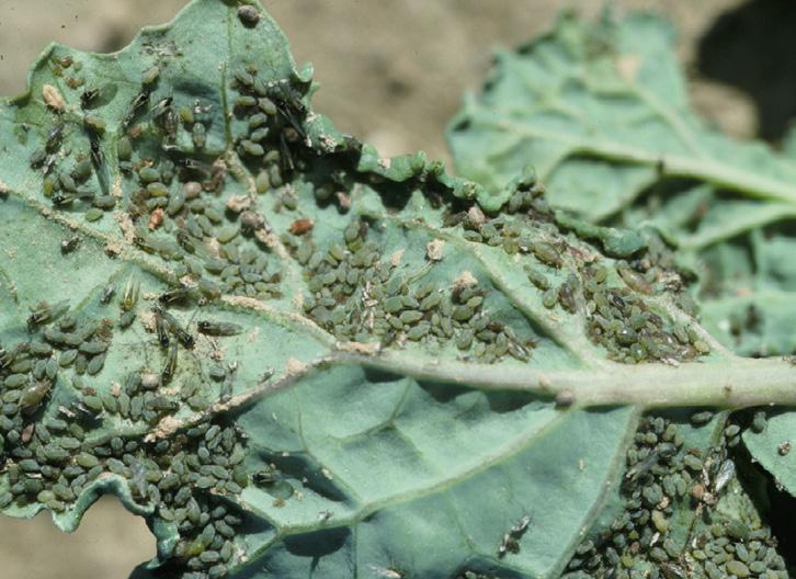 The canola may exhibit a purplish tint associated with plant stress. Stunting and slow recovery is a response to toxins injected by the aphids during feeding.
