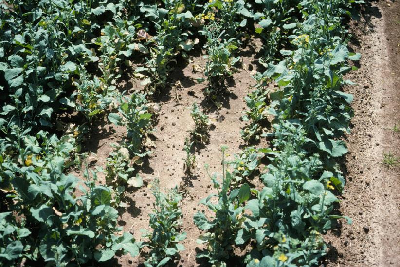 Aphid damaged plants never produce to their maximum levels. Aphids commonly cause yield losses of 10 to 15 bu/acre. Aphids are most obvious on canola when feeding on flower heads (Figure 13).