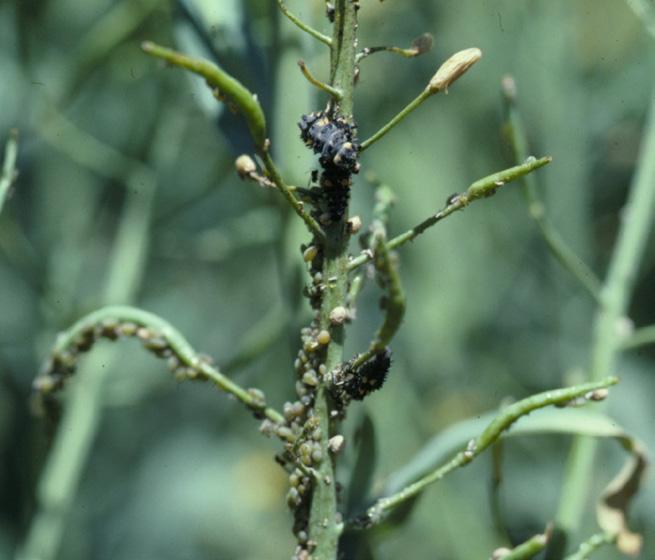 As the heads emerge and bloom begins, aphids will concentrate on the heads, where they cause the stems to appear black and podless. The black appearance is caused by sooty mold.