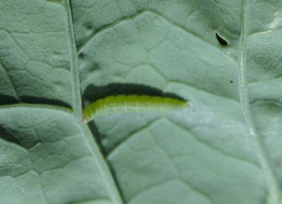 Mature larvae bore a hole in the canola pod and fall to the ground to pupate. Pupation lasts from 11 to 28 days.