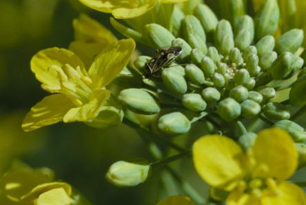 If weevils occur in the area and canola has been grown for more than 7 years, an insecticide treatment for weevils can be expected.