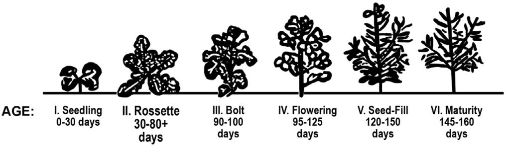 Figure 1. Canola growth stages. moisture. At this time, the lower canola stalk may still be quite green.