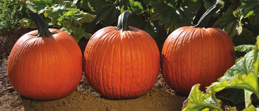 Choosing and caring for your Harris Moran pumpkins The right variety for you Harris Moran offers many features of pumpkins to fill all market slots.
