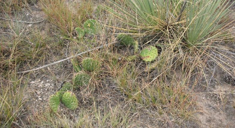 Most were natural populations of plains pricklypear (Opuntia tortispina Engelm. & J.M. Bigelow). There is some confusion regarding the identification of Opuntia tortispina.