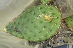 Bigelow in western NE with little bluestem [Schizachyrium scoparium (Michx.) Nash], sideoats grama (Bouteloua curtipendula (Michx.) Torr.], and soapweed yucca (Yucca glauca Nutt.). Native cactus moth (inset) was found at the same location.