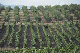 produces a wide variety of red and rose wines.