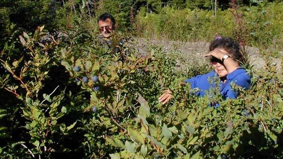 Tléikhw khuk éet Picking berries GRADE: 3-5 Tlingit Cultural Significance: With the coming of spring and the growth of plants, the Tlingit craved fresh food after a steady diet of dried fish and oil,