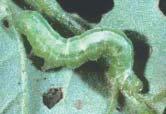 Leafhopper damage LOOPER CATERPILLAR Most vegetables: favours potatoes, beans, tomatoes and peas.