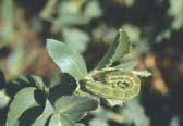 I N S E C T S NATIVE BUDWORM Most plants starting to fruit: prefer