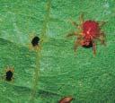Potato moth larva adult REDLEGGED EARTH MITE Most