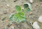 Seedlings turn pale; tiny black mites with red legs.