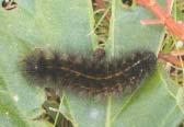 I N S E C T S TIGER MOTH Most vegetables. Foliage chewed; hairy black and white caterpillar.