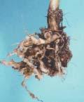 BLACK ROT Bacteria; can be seed borne; moves freely in water and infect leaves near wounds or where
