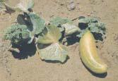 Cucumber mosaic virus LETTUCE Yellow patches on leaf surfaces; greyish-white downy growth on underside.