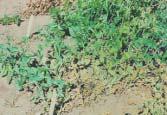 Fusarium wilt in peas PEAS White powdery patches on older leaves, spreading upwards.