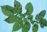 D I S E A S E S POTATOES Brown-black spots on lower leaves, spreading upwards. Wet weather and heavy dews.