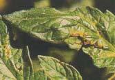 BACTERIAL CANKER Bacterium; can be seed borne: rotate crops; burn infected plants; use sterile