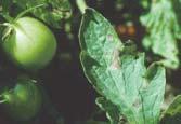 fungicides. Target spot TOMATOES Leaves turn yellow and wilt from base up; sometimes only one side of branch affected.