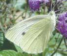 I N S E C T S CABBAGE WHITE BUTTERFLY Brassicas.