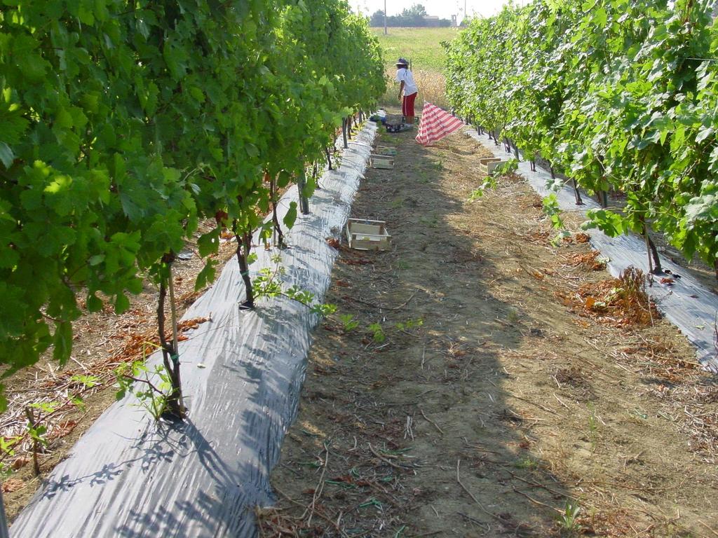The experimental trial: Thompson Seedless Control and GM line: 32 plants each Silcora Control and GM lines
