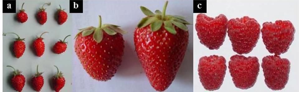 GMO at Marche Polytechnic University Strawberry and raspberry fruits from control and DefH9-iaaM plants