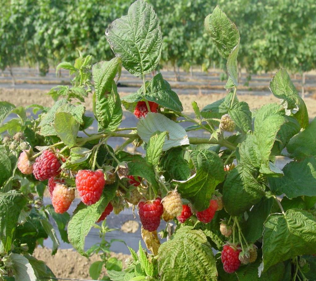 GMO at Marche Polytechnic University Raspberry fruits from