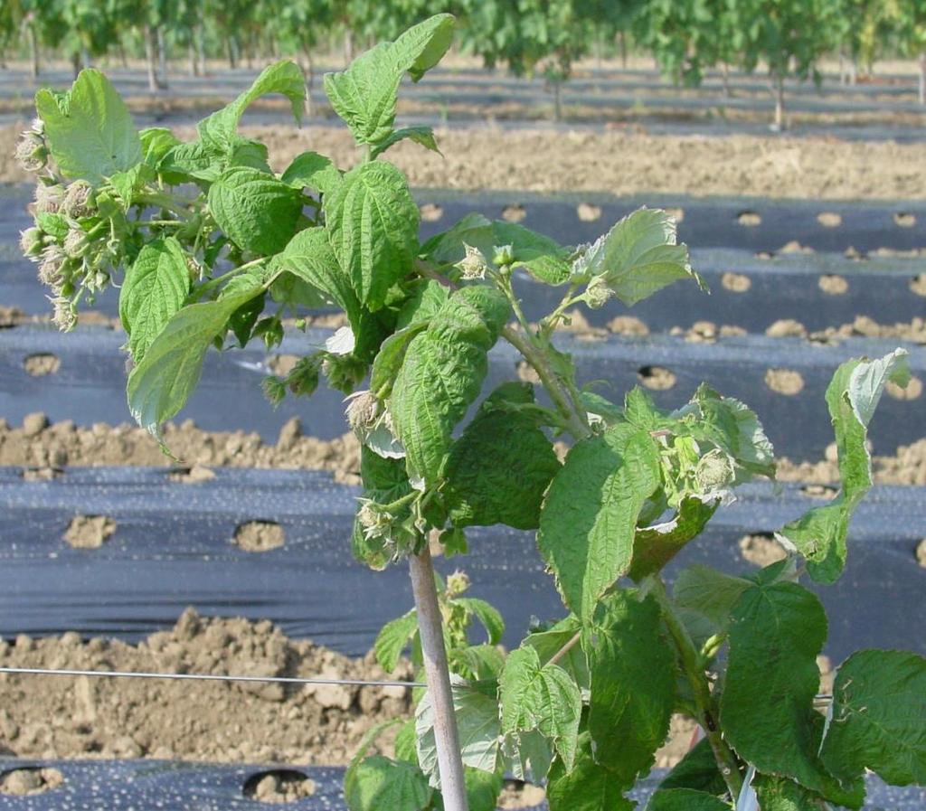 Raspberry - Plant Fecundity DefH9-iaaM raspberry differs