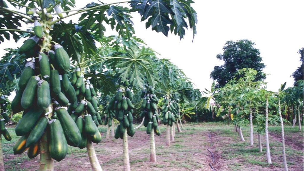 Papayas are grown in many tropical countries.