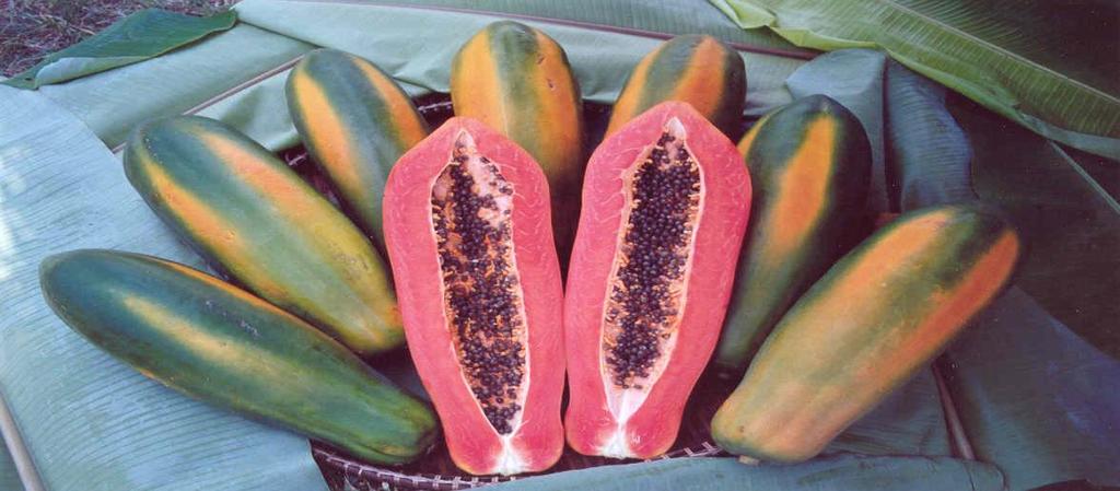 Ringspot-Virus, a disease that is sharply lowering yields.