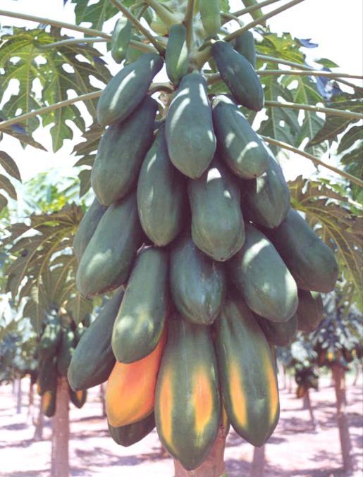 modified papayas have been cultivated in Hawaii, USA.