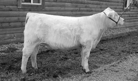 2015 KY CHAROLAIS BEEF EXPO SHOW & SALE This quality show heifer with balanced EPDs sells as lot 13 13 COX MISS WORLDWIDE 2393 Heifer 03/02/2014 2393 F1192723 Owned by: Mitchell R.