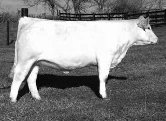 Nice structured heifer; she should be competitive at the shows and then go on to make a nice cow.