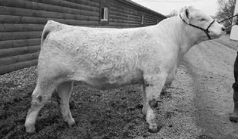 Super set of EPD s: Negative Birth; +21 This bull is in the top 10% of breed for and top 1% for!