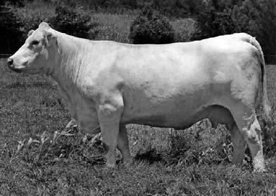 SIR DUKE 761 WCR MISS TRADITION 8335 F942783 M6 MS 761 QUALITY1154PET F809748 M6 MS SKY 7354 PLD RCC-LT BIG SKY A187 P ET M6 MISS WOO 4227 ET This cow is a real egg producer; averaged 39 embryos on 4