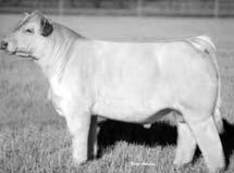 The Firewaters will be full sibs to the current reserve national senior calf champion PCC Dream Girl purchased by Wolfridge and Kelly Long Show Cattle of Hillsboro OH The Game On embryos will be full