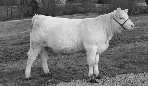 2015 KY CHAROLAIS BEEF EXPO SHOW & SALE 5 BCF Miss Wendy 614 P - selling as lot 5 BCF MISS WENDY 614 P Heifer 06/22/2014 614 F1191736 Owned by: Don & Fonda Burns - Richmond, KY M411450 SCHURRTOP 5627